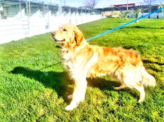 Golden Redriever Yavrularda Son Nokta görsel