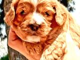 Maltipoo Yavrularımda Son Nokta