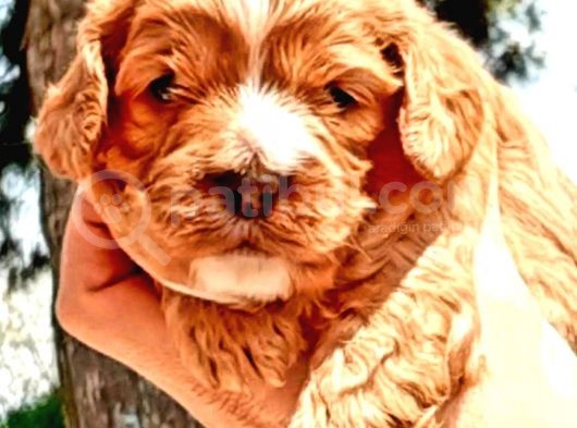 Maltipoo Yavrularımda Son Nokta görsel