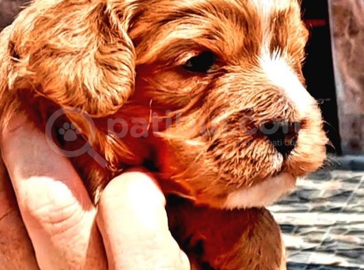 Maltipoo Yavrularımda Son Nokta görsel