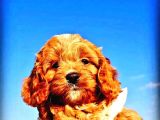 Maltipoo Yavrularımda Son Nokta