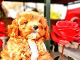 Maltipoo Yavrularımda Son Nokta