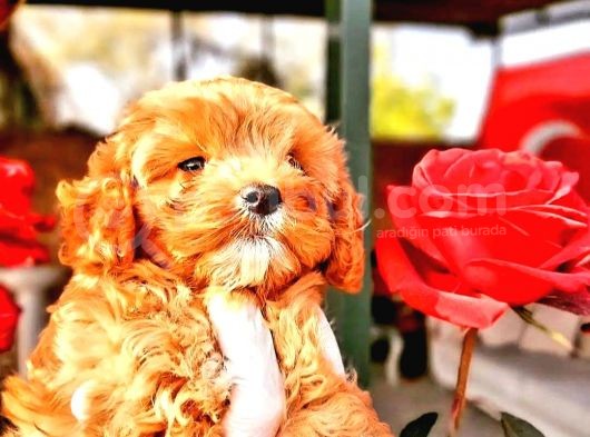 Maltipoo Yavrularımda Son Nokta görsel