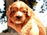Maltipoo yavrularımda son nokta