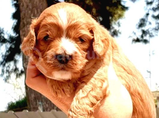 Maltipoo Yavrularımda Son Nokta
