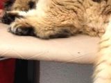 Ocak 2020 Doğumlu Oyuncu Kedi̇mi̇z