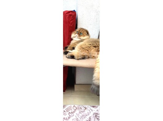Ocak 2020 Doğumlu Oyuncu Kedi̇mi̇z görsel