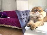 Ocak 2020 Doğumlu Oyuncu Kedi̇mi̇z
