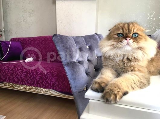 Ocak 2020 Doğumlu Oyuncu Kedi̇mi̇z görsel