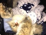 Ocak 2020 Doğumlu Oyuncu Kedi̇mi̇z