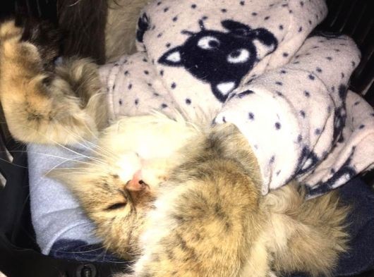 Ocak 2020 Doğumlu Oyuncu Kedi̇mi̇z görsel