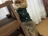Ocak 2020 Doğumlu Oyuncu Kedi̇mi̇z