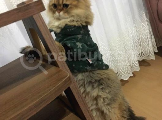 Ocak 2020 Doğumlu Oyuncu Kedi̇mi̇z görsel