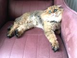 OCAK 2020 DOĞUMLU OYUNCU KEDİMİZ