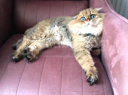 Ocak 2020 Doğumlu Oyuncu Kedi̇mi̇z