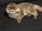 Ocak 2020 Doğumlu Oyuncu Kedi̇mi̇z