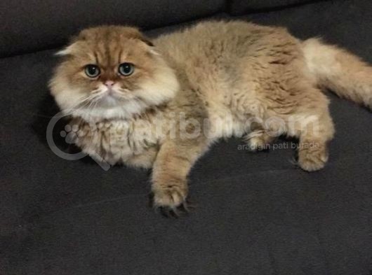 Ocak 2020 Doğumlu Oyuncu Kedi̇mi̇z görsel