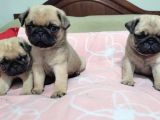 Kuzeypuppi̇es’ten Evleri̇ne Gi̇tmeye Hazir Pug Yavrulari