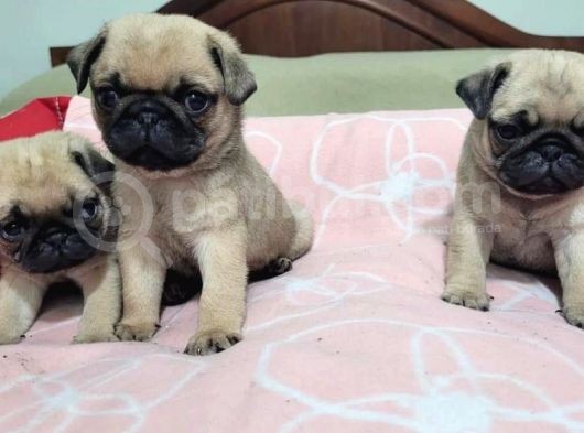 Kuzeypuppi̇es’ten Evleri̇ne Gi̇tmeye Hazir Pug Yavrulari görsel