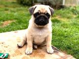 KUZEYPUPPİES’TEN SAĞLIK IRK GARANTİLİ PUG YAVRULARI