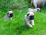 Anatomi̇ Hari̇kasi Pug Yavrulari