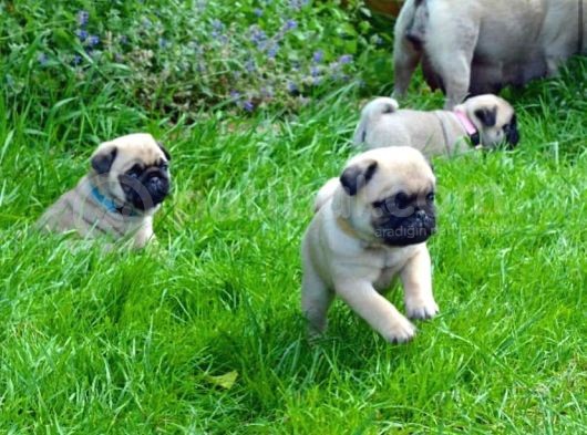Anatomi̇ Hari̇kasi Pug Yavrulari görsel