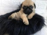 KUZEYPUPPİES’TEN SAFKAN PUG YAVRULARI