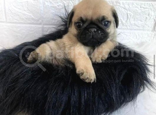Kuzeypuppi̇es’ten Safkan Pug Yavrulari