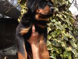 Macar Koca Kafa Rottweiler Yavrularımız