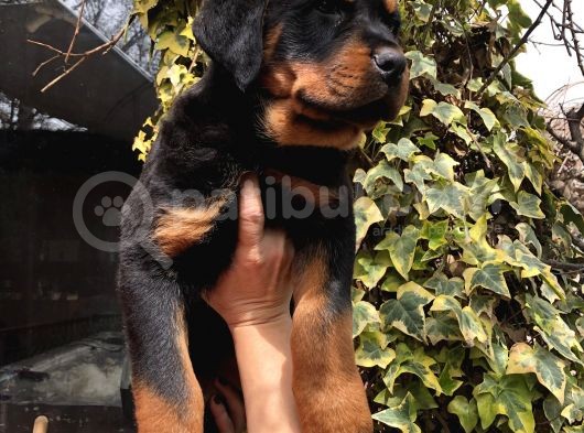 Macar Koca Kafa Rottweiler Yavrularımız görsel