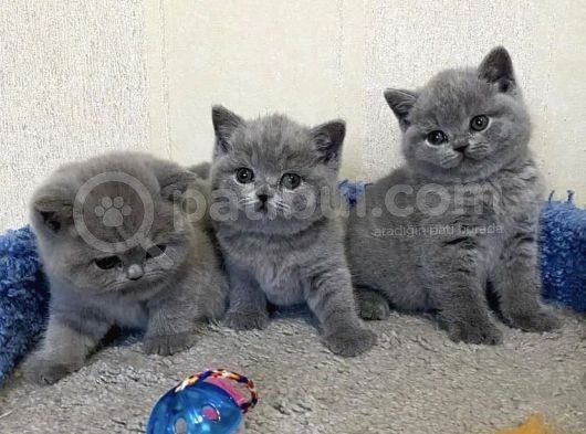 Güzeller Güzeli̇ Bri̇ti̇sh Shorthai̇r Yavrularimiz