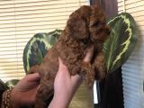 Efsane Toy Poodle Yavrularımız