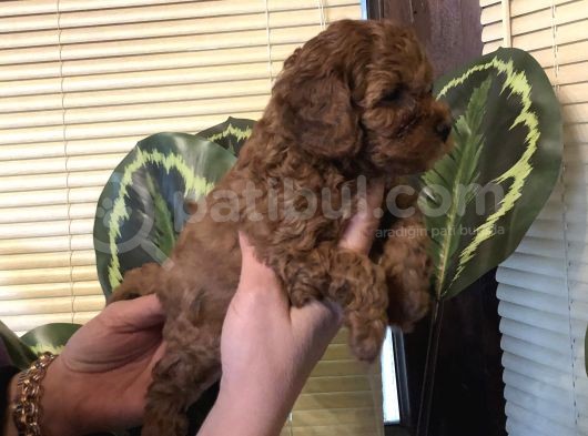 Efsane Toy Poodle Yavrularımız görsel
