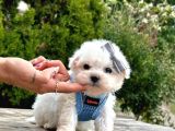 Sevimli Maltese Bebeklerimiz