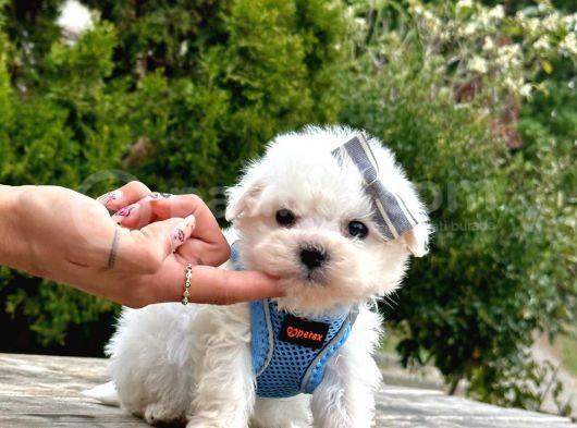 Sevimli Maltese Bebeklerimiz görsel