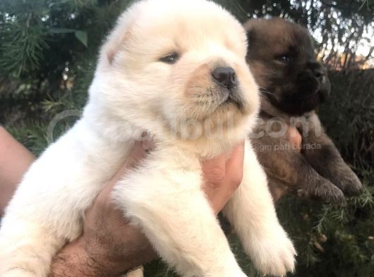 Chowchow Yavrularım Sağlık Ve Irk Garantilid görsel