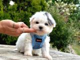 Sevimli Maltese Bebeklerimiz
