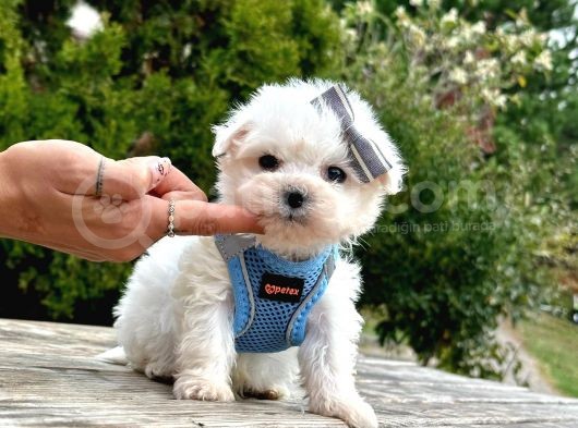 Sevimli Maltese Bebeklerimiz