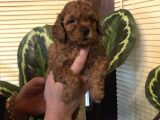 Efsane Toy Poodle Yavrularımız