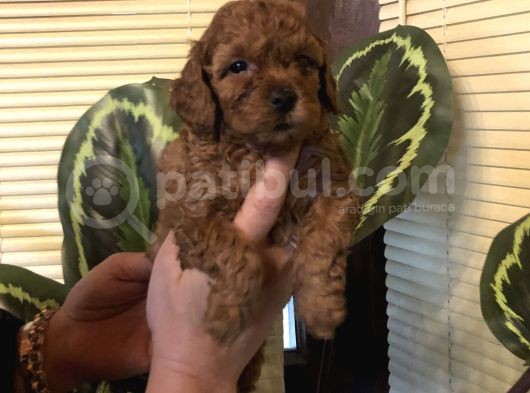 Efsane Toy Poodle Yavrularımız görsel