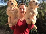 Mükemmel Golden Retriever Yavrularımız