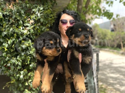 Rotweiller Yavrularım Sağlık Ve Irk Garantili görsel