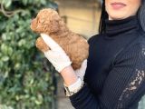 Toy Poodle Yavrularım Sağlık Ve Irk Garantili