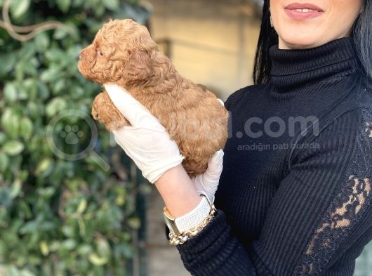 Toy Poodle Yavrularım Sağlık Ve Irk Garantili görsel