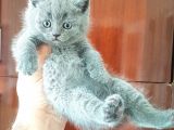 British Shorthair Yavruları