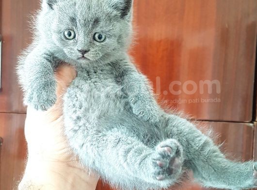 British Shorthair Yavruları görsel