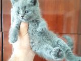 British Shorthair Yavruları
