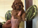 Efsane Toy Poodle Yavrularımız