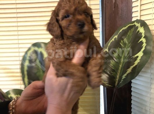 Efsane Toy Poodle Yavrularımız görsel