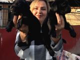 Devasa Muhteşem Cane Corso Yavrularımız